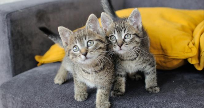 Chcesz mieć kota? Pomyśl o adopcji! Te piękne kociaki czekają na swój dom [ZDJĘCIA]