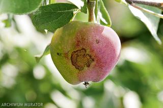 Czy jabłka z jabłoni porażonej parchem nadają się na przetwory? [Porada eksperta]