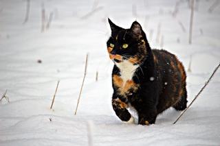 Zimą zadbajmy o wolno żyjące koty. W Nowym Sączu jest ich dużo