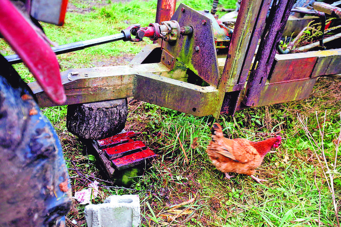 Traktor urwał głowę Małgosi