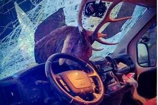 Zderzenie z jeleniem na DK-63