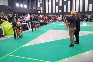 Międzynarodowa Wystawa Psów Rasowych w Bydgoszczy