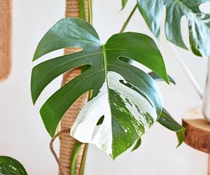 Monstera variegata