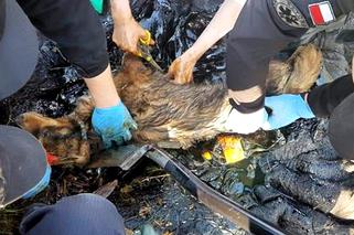 Fart wtopił się w asfalt