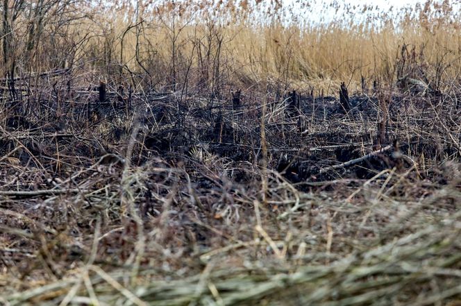 Pożar trzcinowiska nad jeziorem Dargin. Dwóch mężczyzn z zarzutami! Makabra na Mazurach