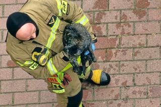 Bohaterscy strażacy weszli w ogień, żeby ratować kota. Mieszkańcy mieli łzy w oczach
