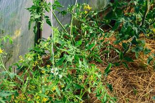 Ściółkowanie pomidorów