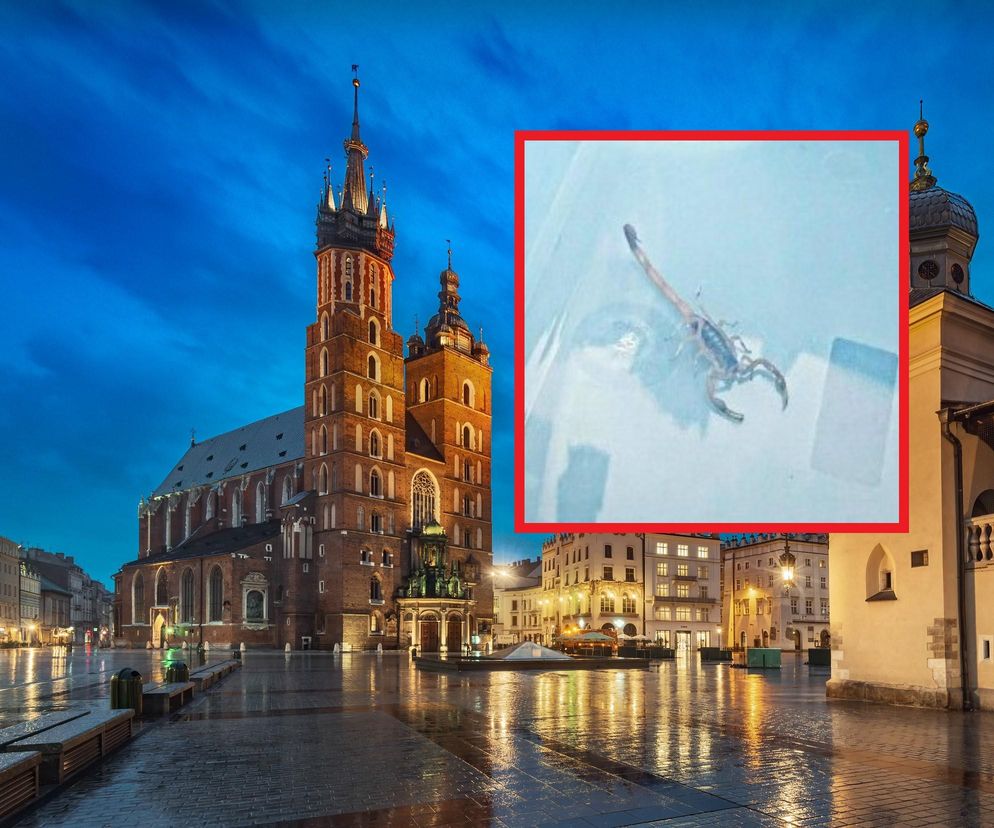Skorpion wspinał się po murach Kościoła Mariackiego! Wycieczkę zakończył na posterunku policji