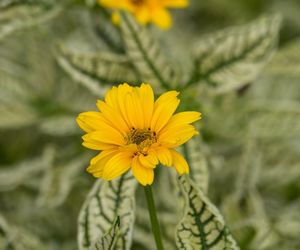 Słoneczniczek szorstki 'Loraine Sunshine'