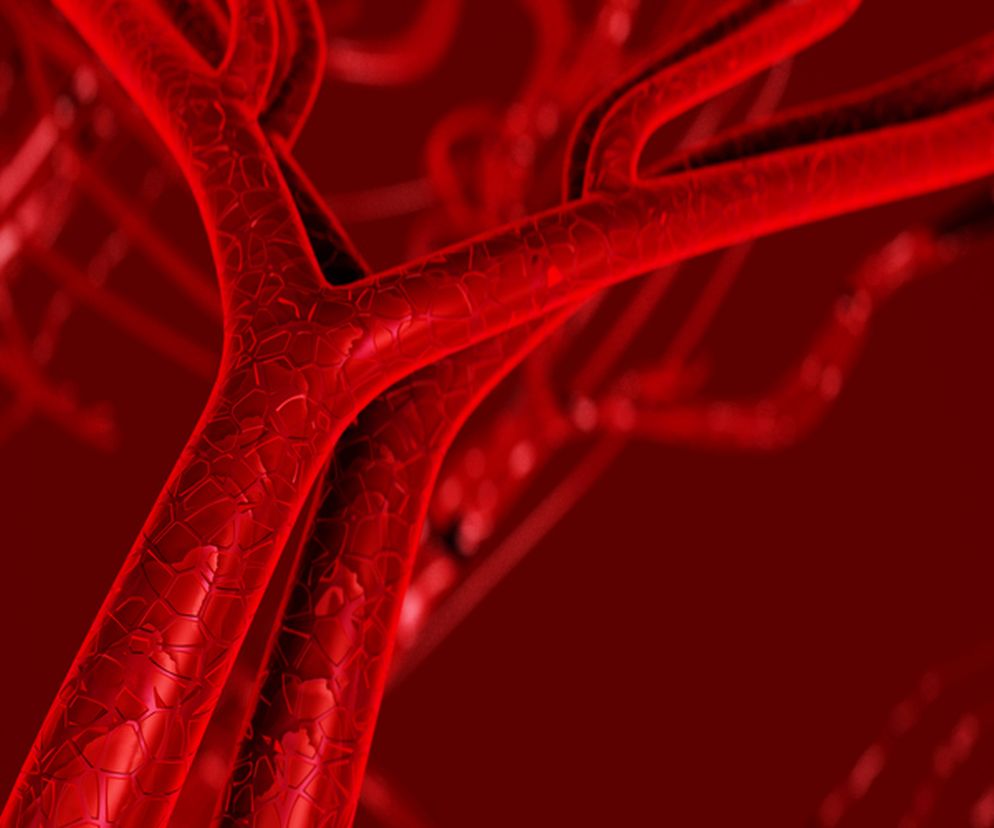 Żyła wrotna – budowa, funkcje, choroby