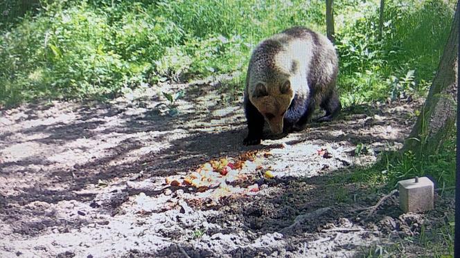 Małopolska. W regionie tarnowskim pojawił się niedźwiedź brunatny