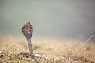Dwulatek zagryzł jadowitą kobrę. Zabił go na miejscu