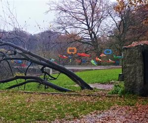 Ogniste Ptaki w Parku Kasprowicza w Szczecinie