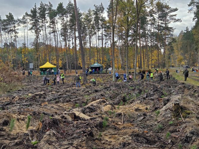 Mieszkańcy dla natury! Tak sadzili las pod Bydgoszczą