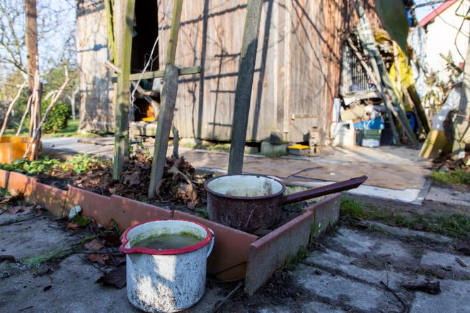 1000 zł za głowę kociego mordercy