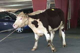 NYPD, uciekająca krowa, pościg za krową na Queensie, krowa