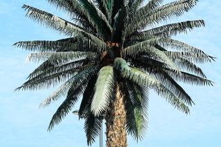 Palma przy rondzie de Gaulle’a w Warszawie 