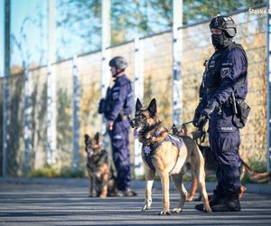 Te psy to superbohaterowie. Pełnią służbę w Policji Śląskiej i są elitą w całej Polsce 