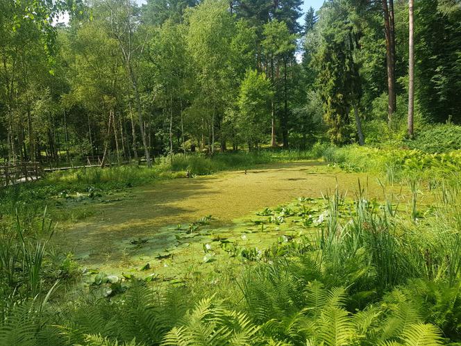 Leśne Arboretum Warmii i Mazur w Kudypach