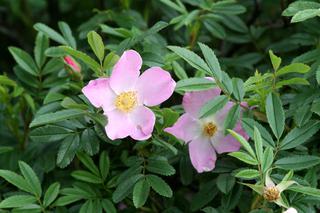 Róża dzika - Rosa canina = Rosa corymbifera = Rosa dumetorum