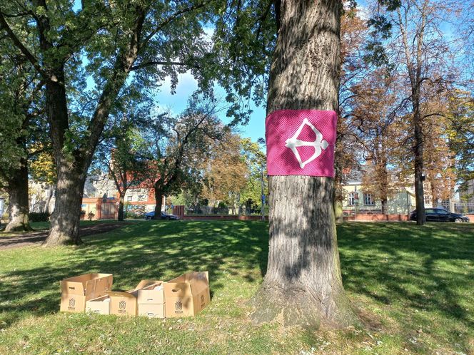 2 tysiące żonkili posadzono na Polu Nadziei w Lesznie. To symbol walki z rakiem