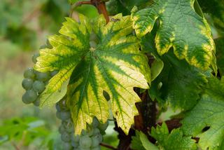 Objawy niedoboru azotu na liściach winorośli