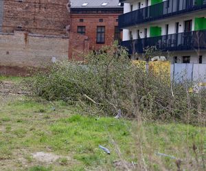 Deweloper nielegalnie wyciął dwa drzewa w Warszawie. Mieszkańcy oburzeni. „Będziemy reagować”