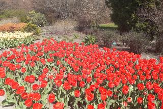 Tulipany w łódzkim botaniku