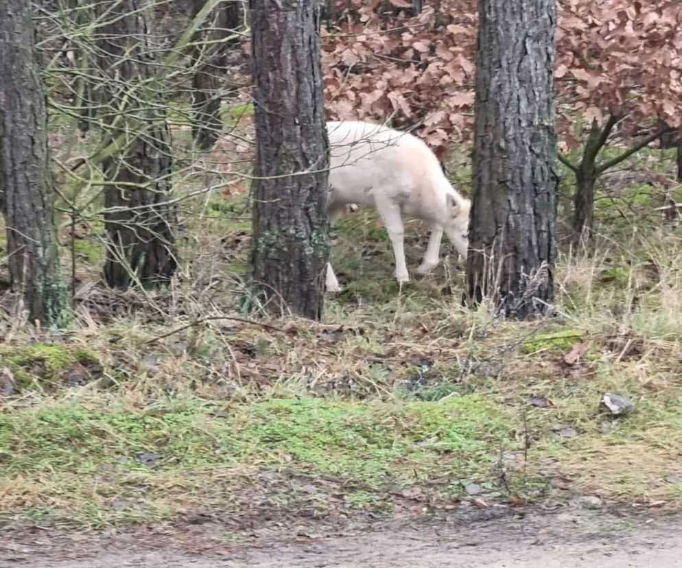 Niesamowity widok w lesie! To rzadki gość