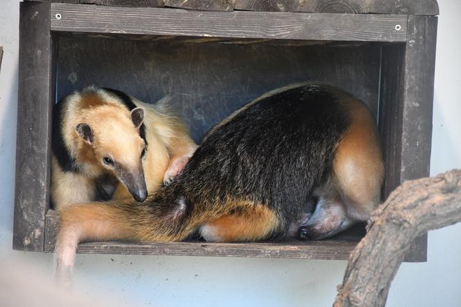 Edi i Suri zostali rodzicami. Wspaniałe wieści z poznańskiego ZOO