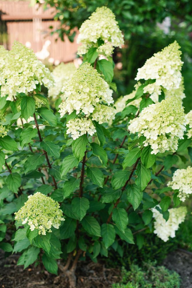 Hortensja bukietowa 'Polar Bear'