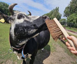 Zamiast dokarmiać, czochrają zwierzęta. Nowa atrakcja w lubińskim zoo