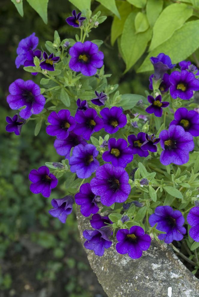 Calibrachoa, Million Bells. Zdjęcia