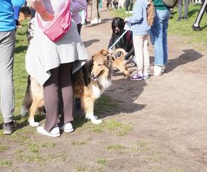 Dogtrekking w Poznaniu