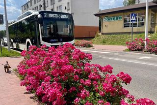 Starachowice. To najbardziej ukwiecone miasto świętokrzyskiego