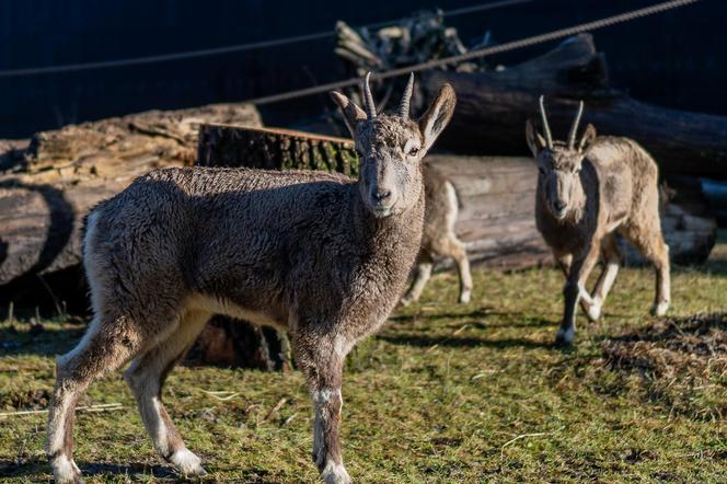 W łódzkim zoo zamieszkały koziorożce syberyjskie