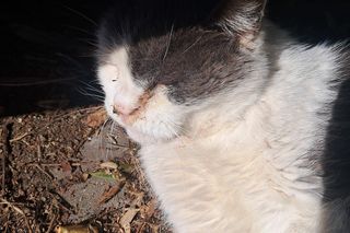 Pet Patrol Rybnik uratował kota z ulicy, a jego właścicielka jest oburzona