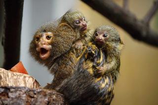 To najmniejsze małpki świata. Większość czasu spędzają wtulone w plecy taty Leosia