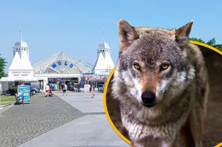 Wilk terroryzuje nadmorski kurort. Mieszkańcy i turyści przerażeni
