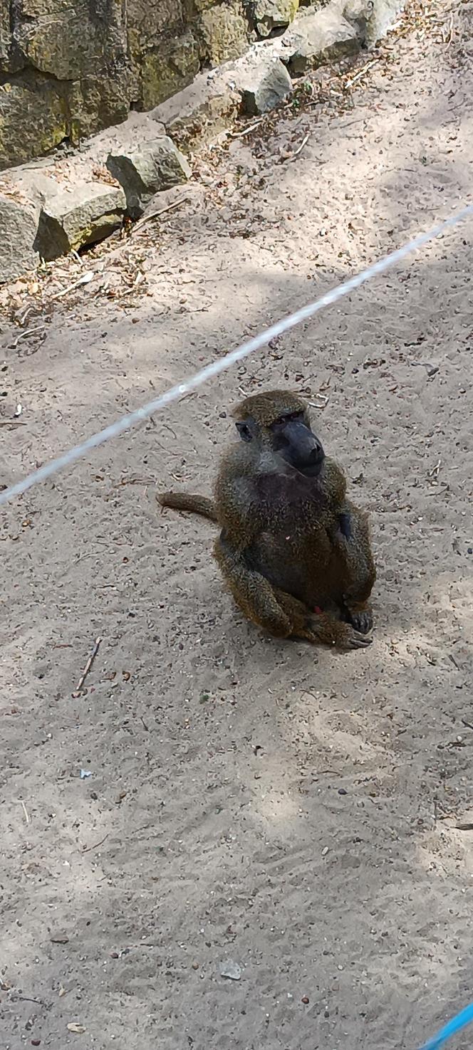 Zwierzęta w zoo we Wrocławiu