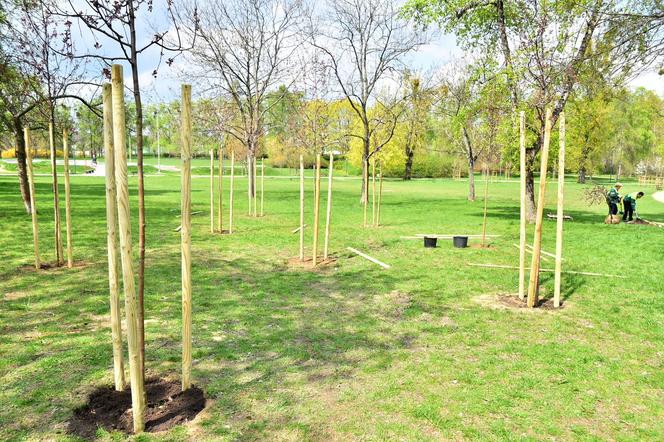 Warszawa: sadzenie drzew na Woli