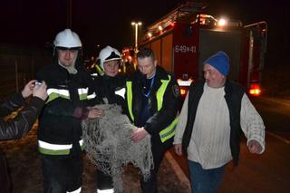 Kangur Filip szuka żony