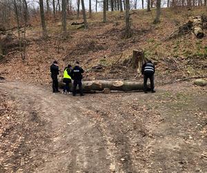Konar drzewa przygniótł troje małych dzieci. Trwa akcja strażaków