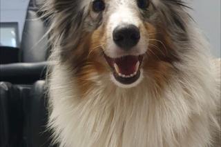 Jedyne takie psy w Europie. Czworonogi z lotniska w Krakowie-Balicach pomagają pasażerom