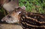 Oto bulwa - mały tapirek, który urodził się w poznańskim zoo