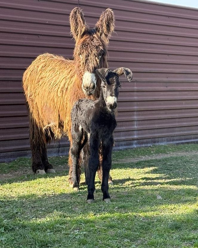Nowy mieszkaniec zoo w Wojciechowie. To osiołek poitou