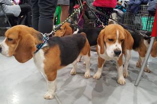 Międzynarodowa Wystawa Psów Rasowych w Bydgoszczy