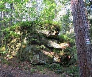 Rezerwat Dalejów w gminie Bliżyn