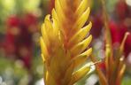 Frizea lśniąca (Vriesea splendens) 