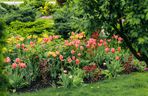 Tulipany w ogrodzie